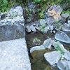 Plants: image 66 Of 208 Thumb